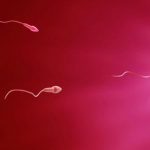 tips meningkatkan kualitas sperma